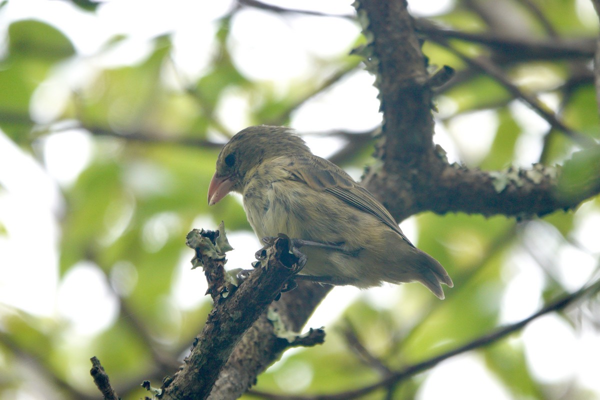 Woodpecker Finch - ML637940497