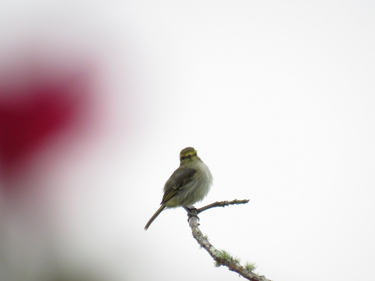 Golden-faced Tyrannulet - ML637940498