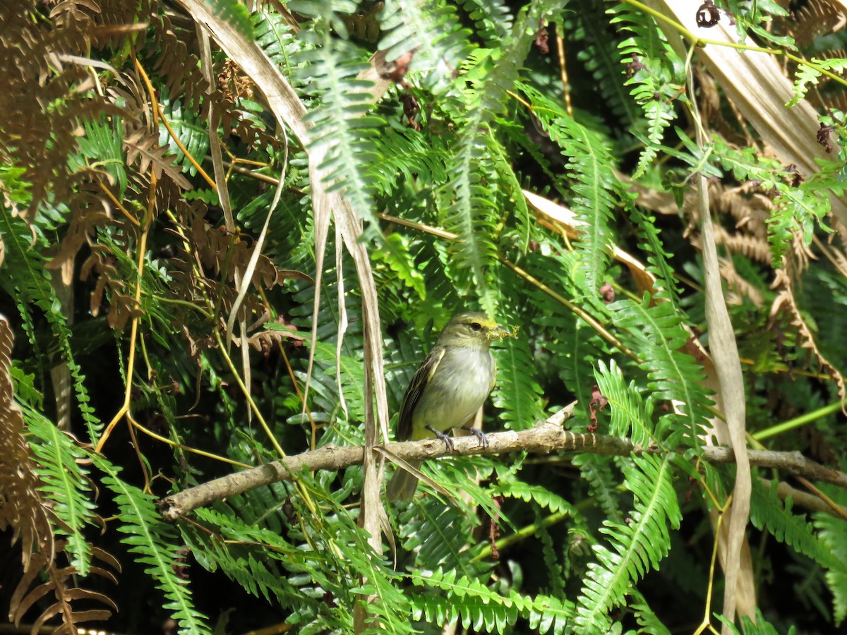 Golden-faced Tyrannulet - ML637940500