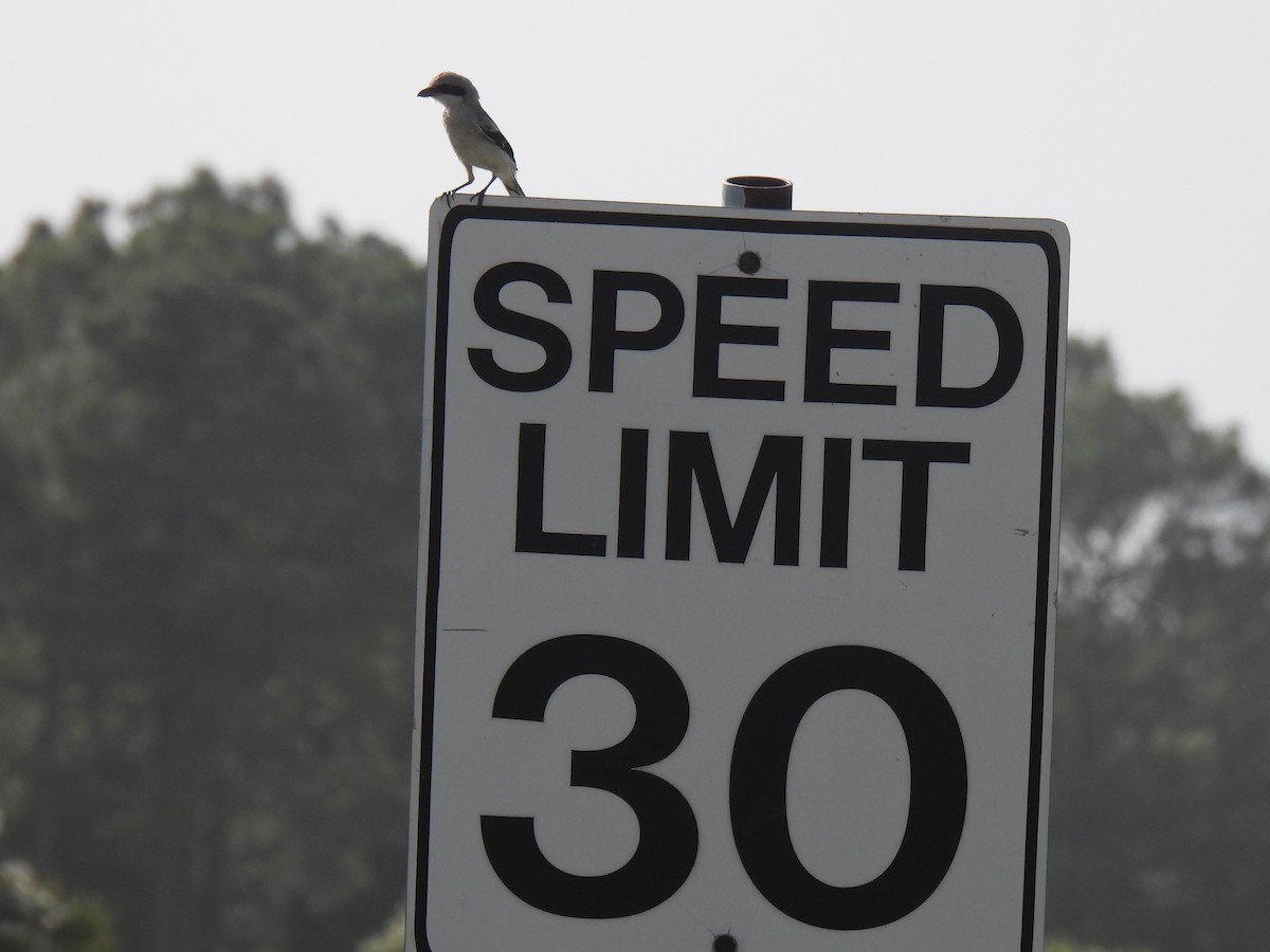 Loggerhead Shrike - ML637940501