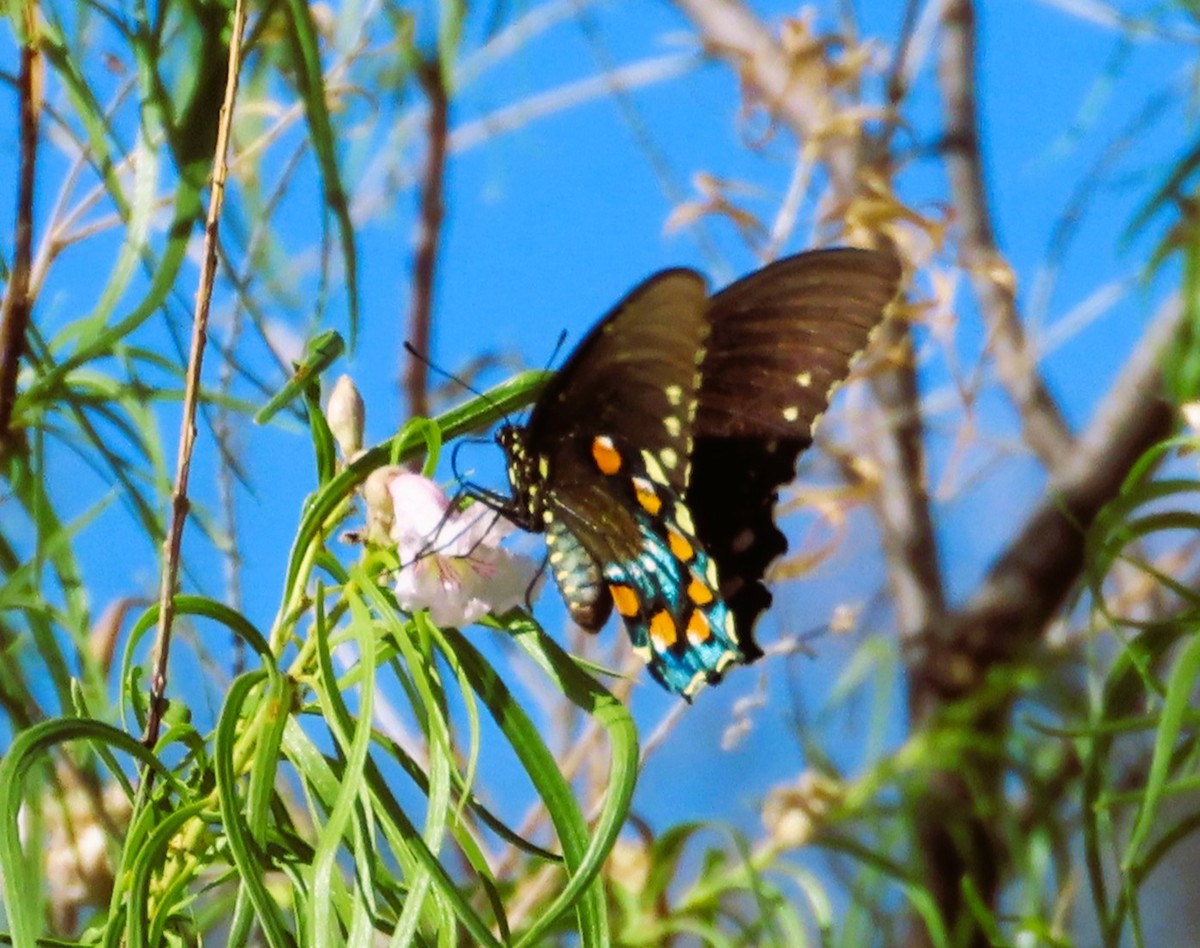 Insects - ML637940504