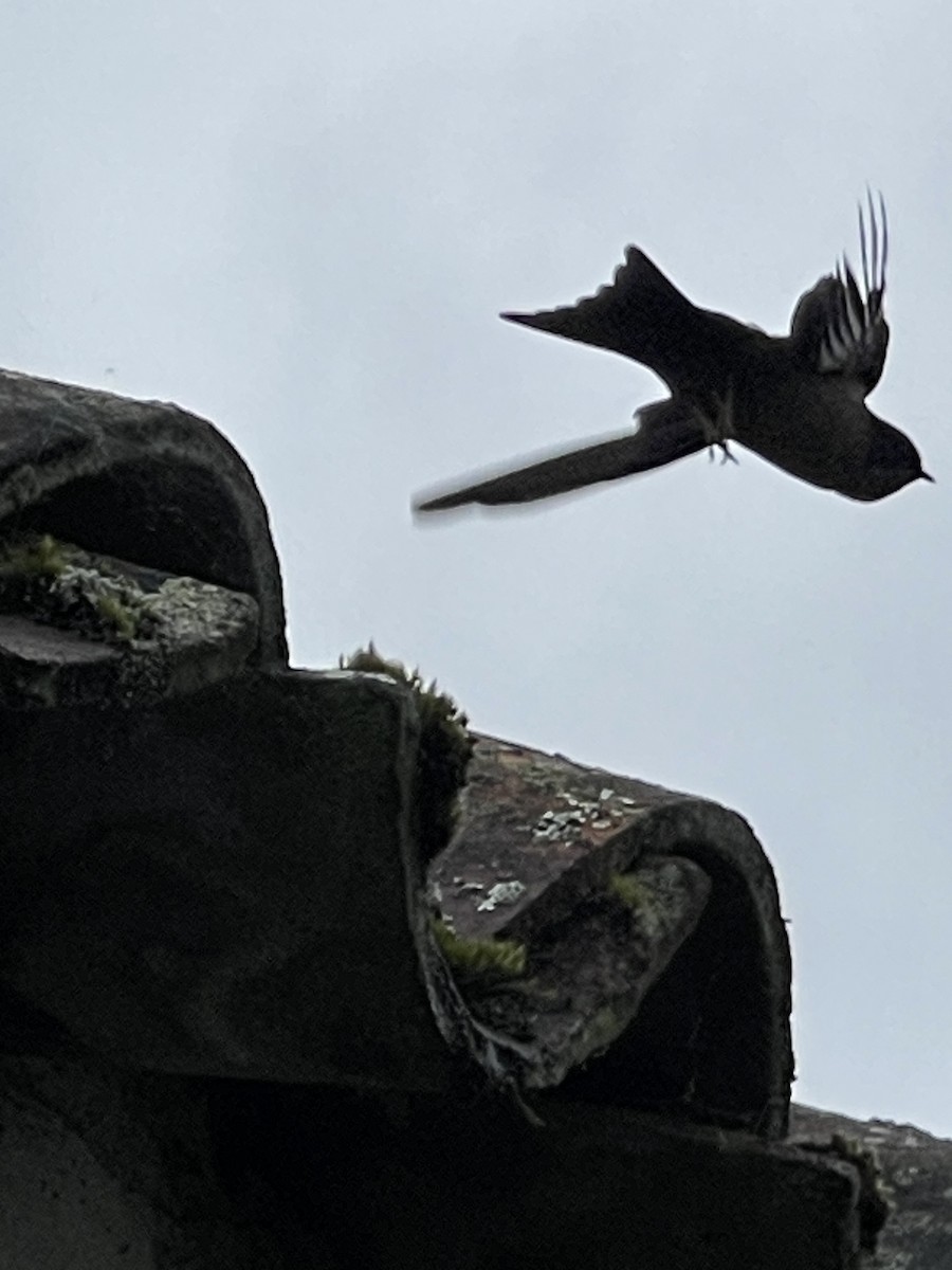 Brown-bellied Swallow - ML637940505