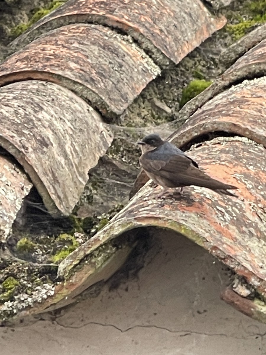 Brown-bellied Swallow - ML637940506
