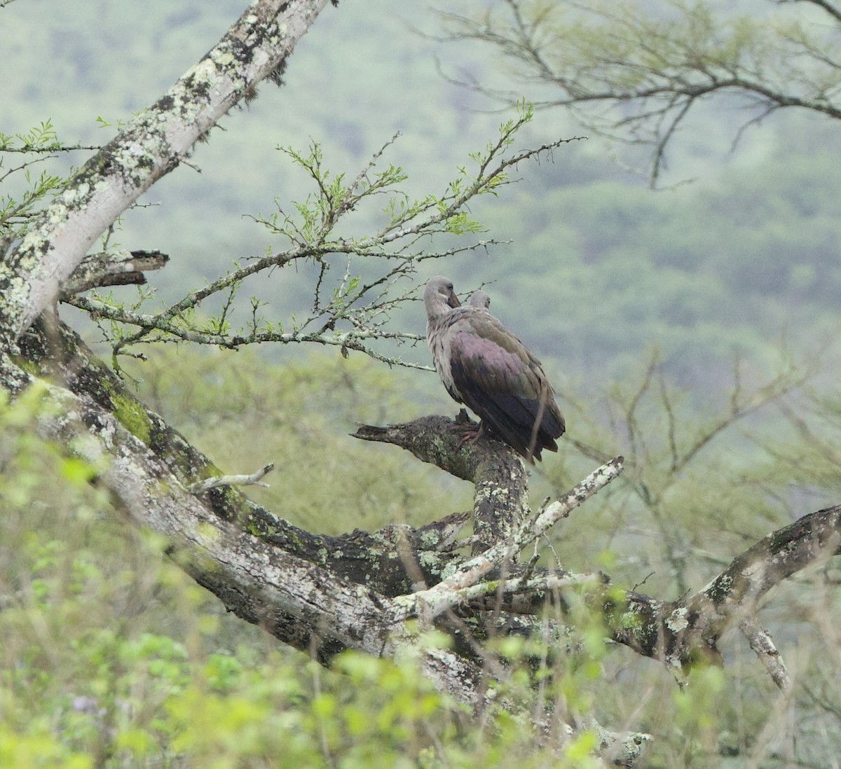 Hadada Ibis - ML637940511