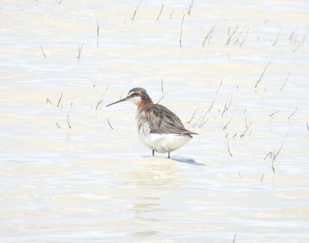 Wilson's Phalarope - ML637940515