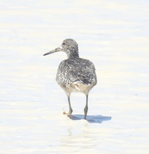 Willet - ML637940523