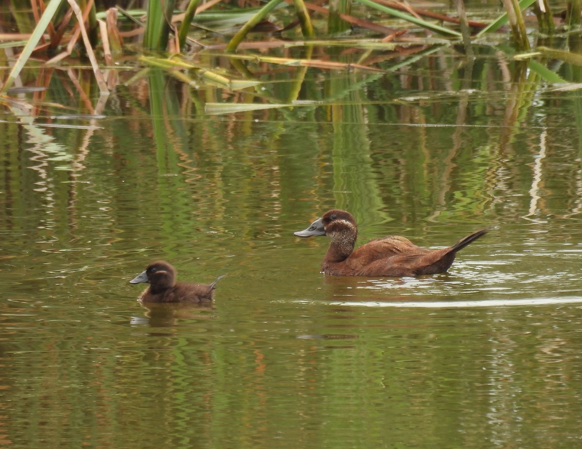 White-headed Duck - ML637940532