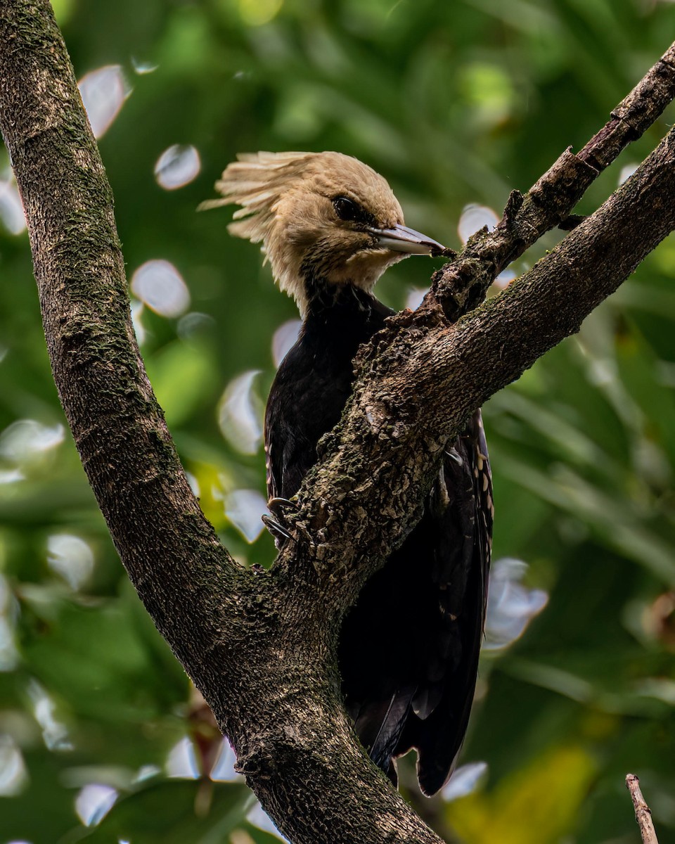 Blond-crested Woodpecker - ML637940534