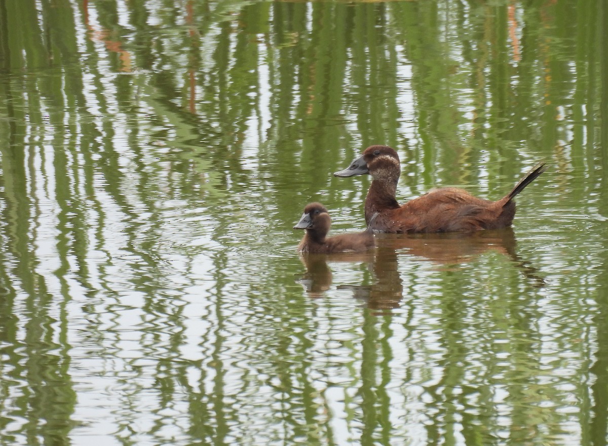 White-headed Duck - ML637940536