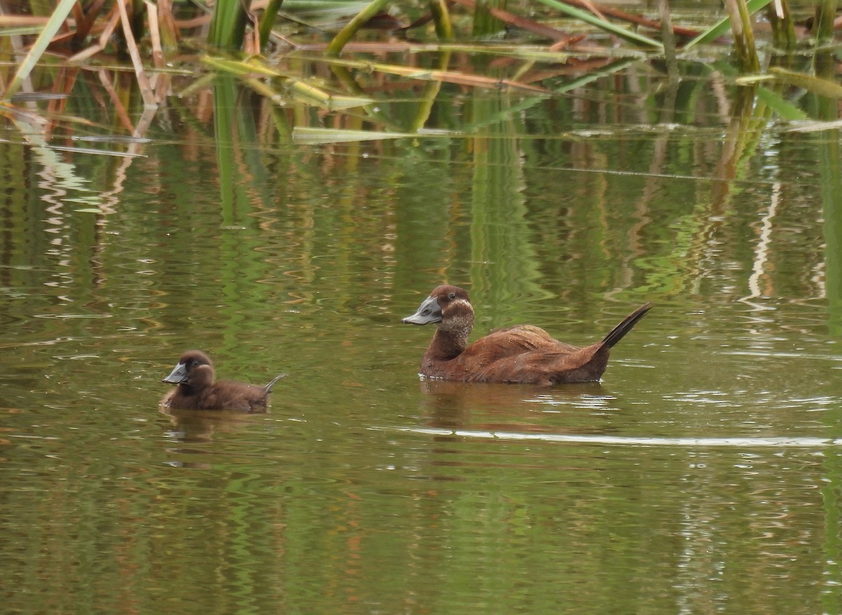 White-headed Duck - ML637940537
