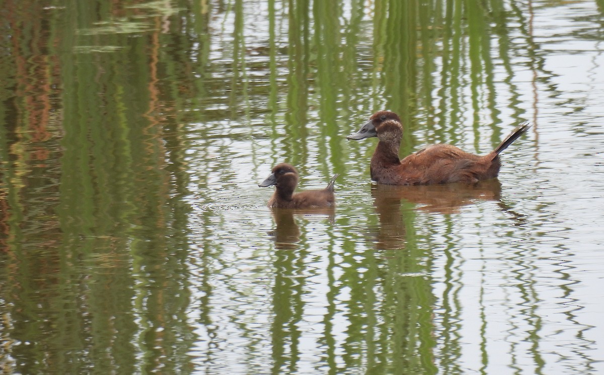 White-headed Duck - ML637940539