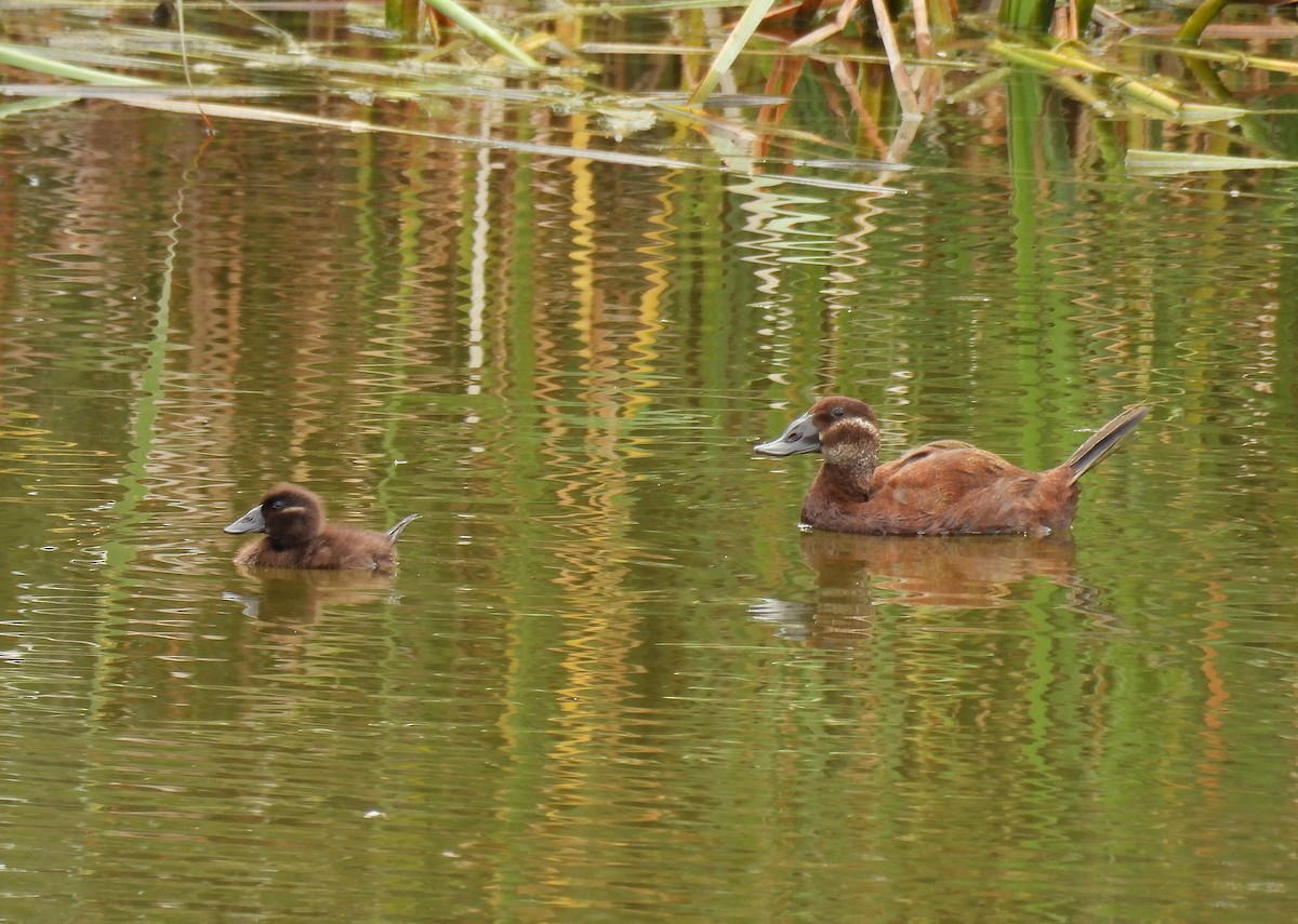 White-headed Duck - ML637940540