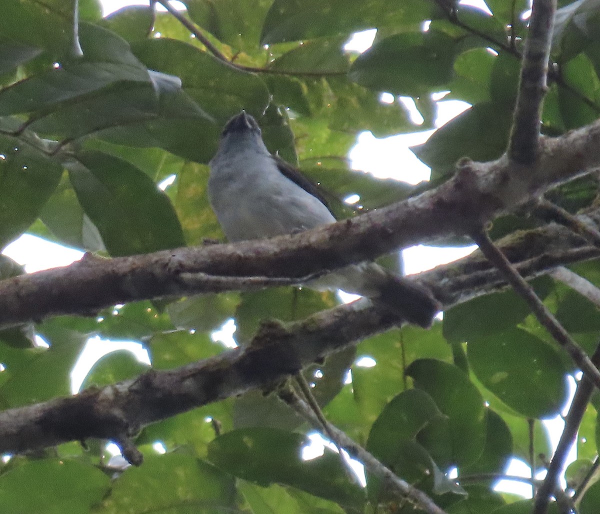 Plain-colored Tanager - ML637940541