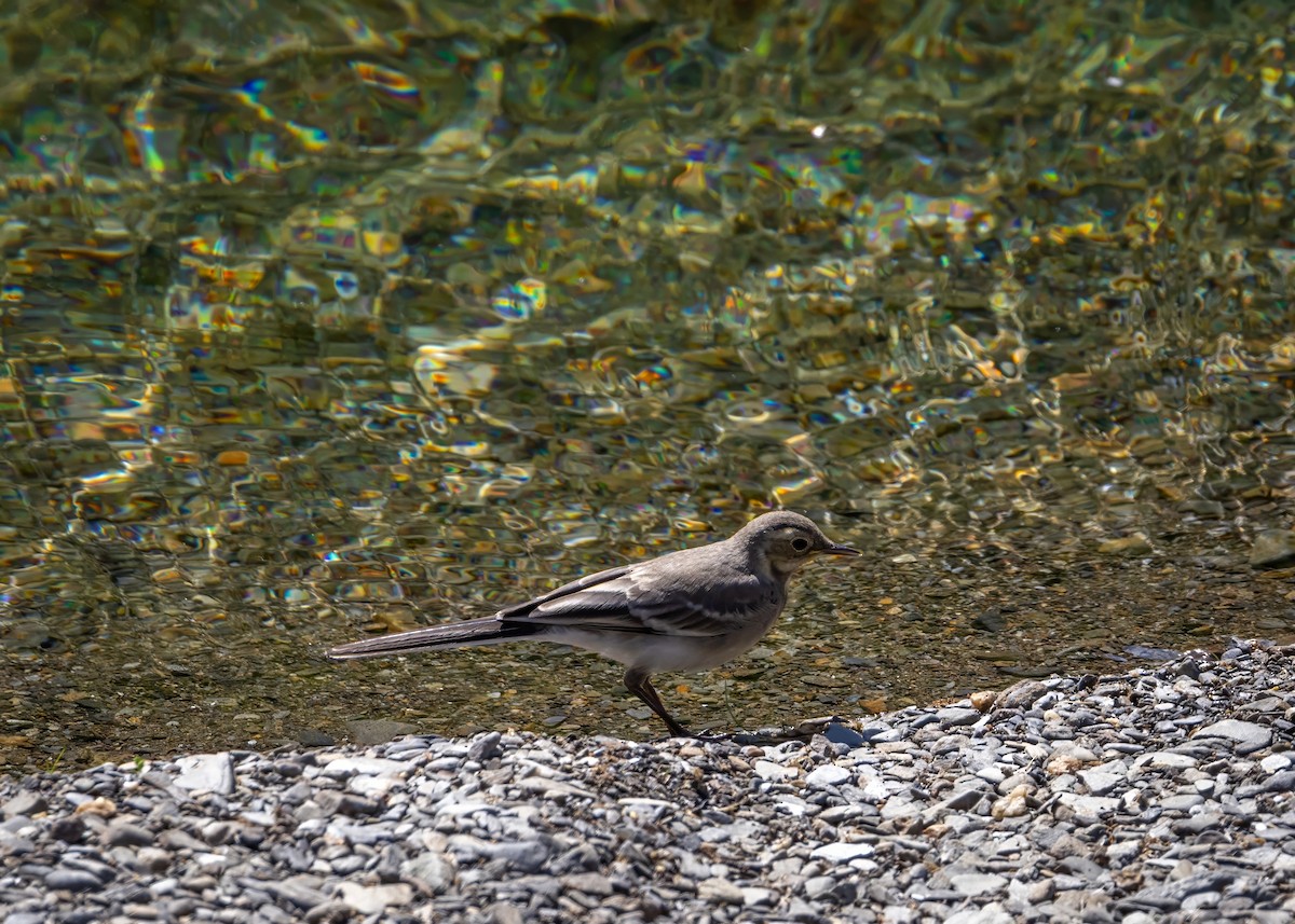White Wagtail - ML637940543
