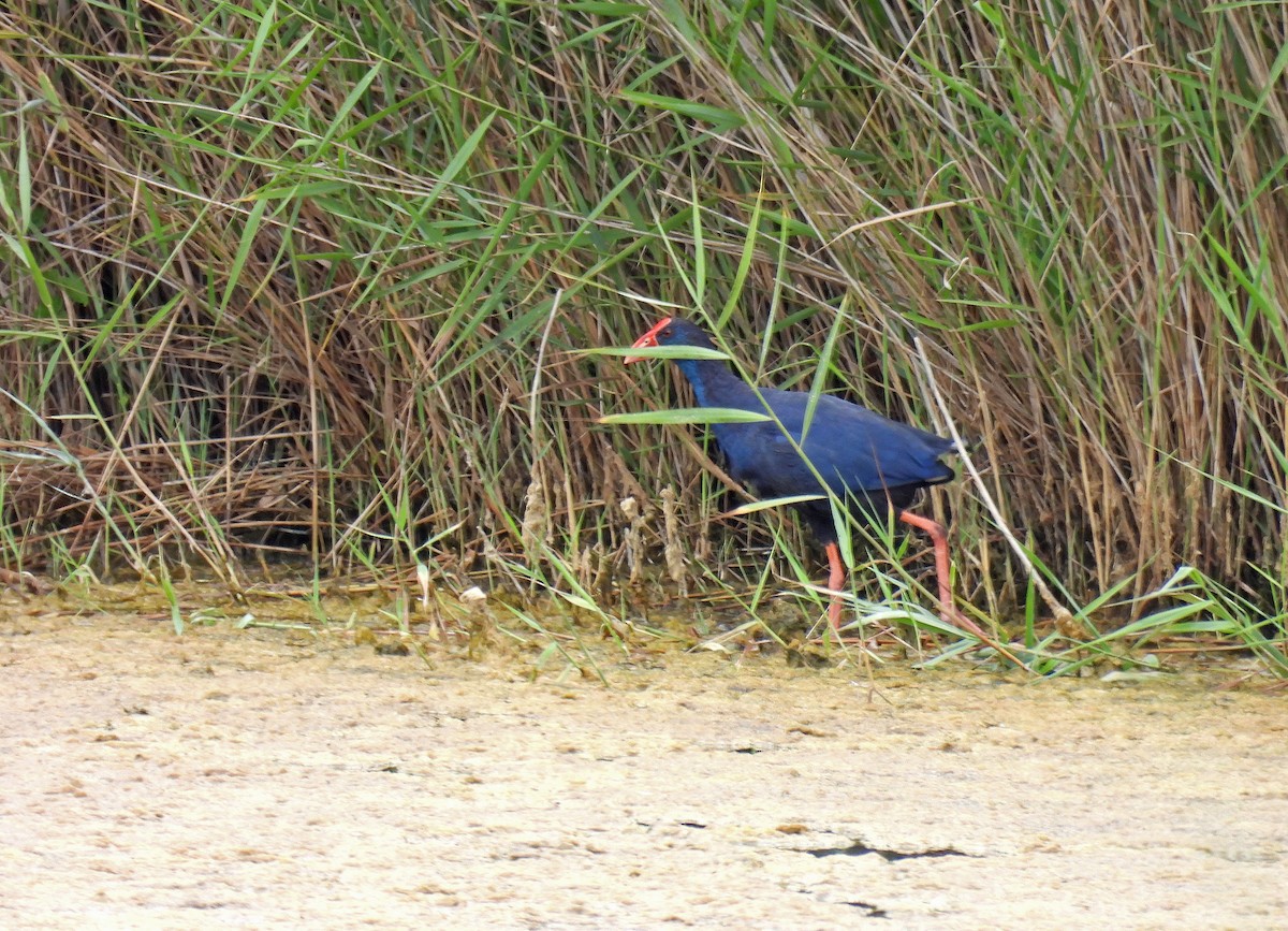 Western Swamphen - ML637940547