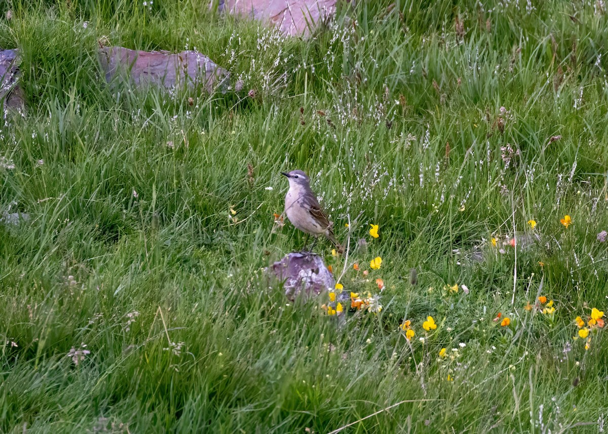 Water Pipit - ML637940548