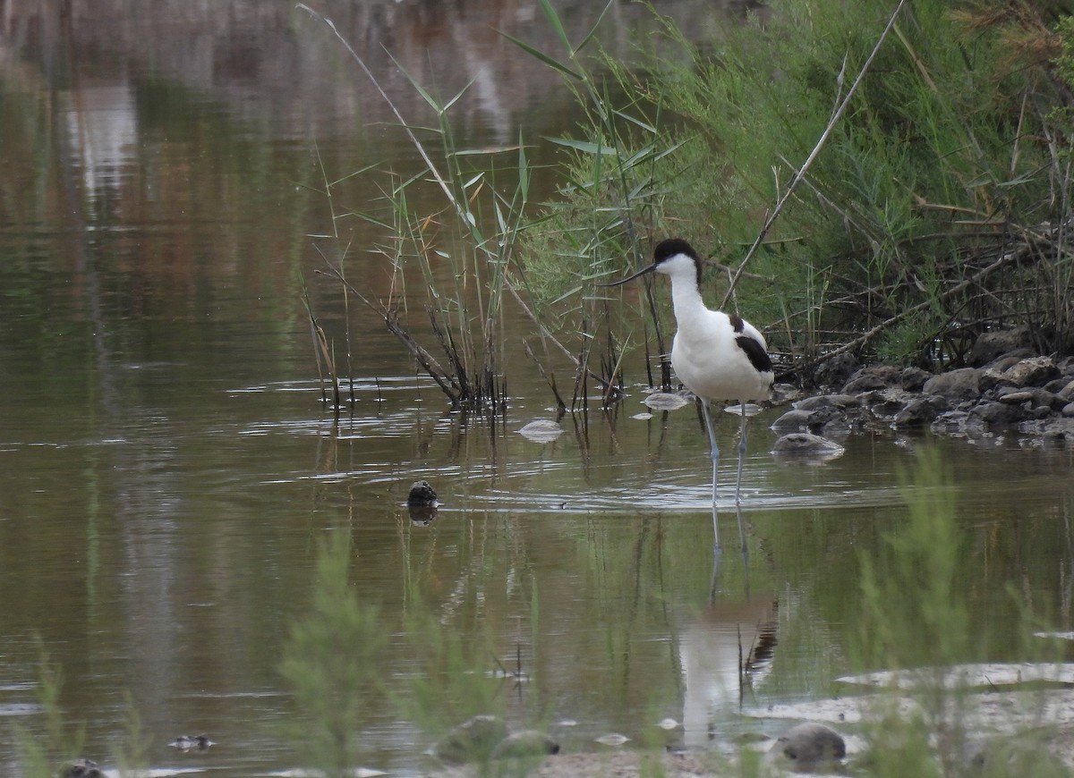 Pied Avocet - ML637940558
