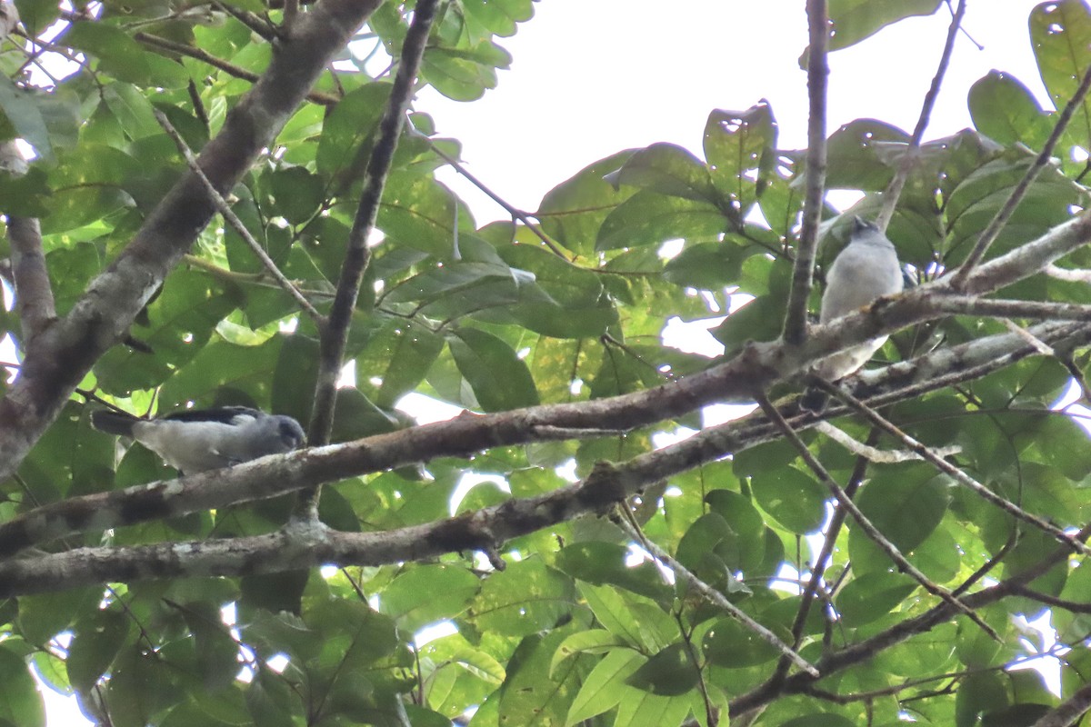 Plain-colored Tanager - ML637940561