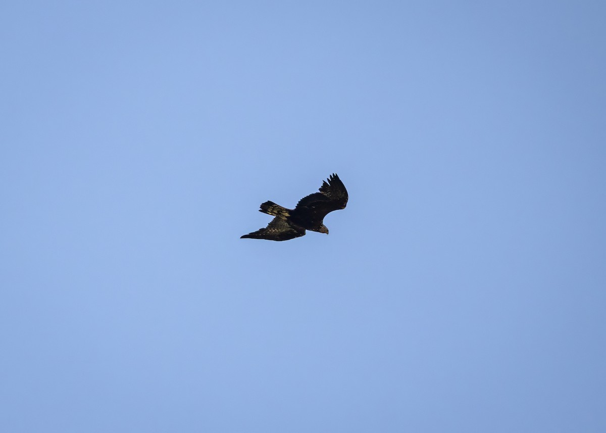 Golden Eagle - ML637940562