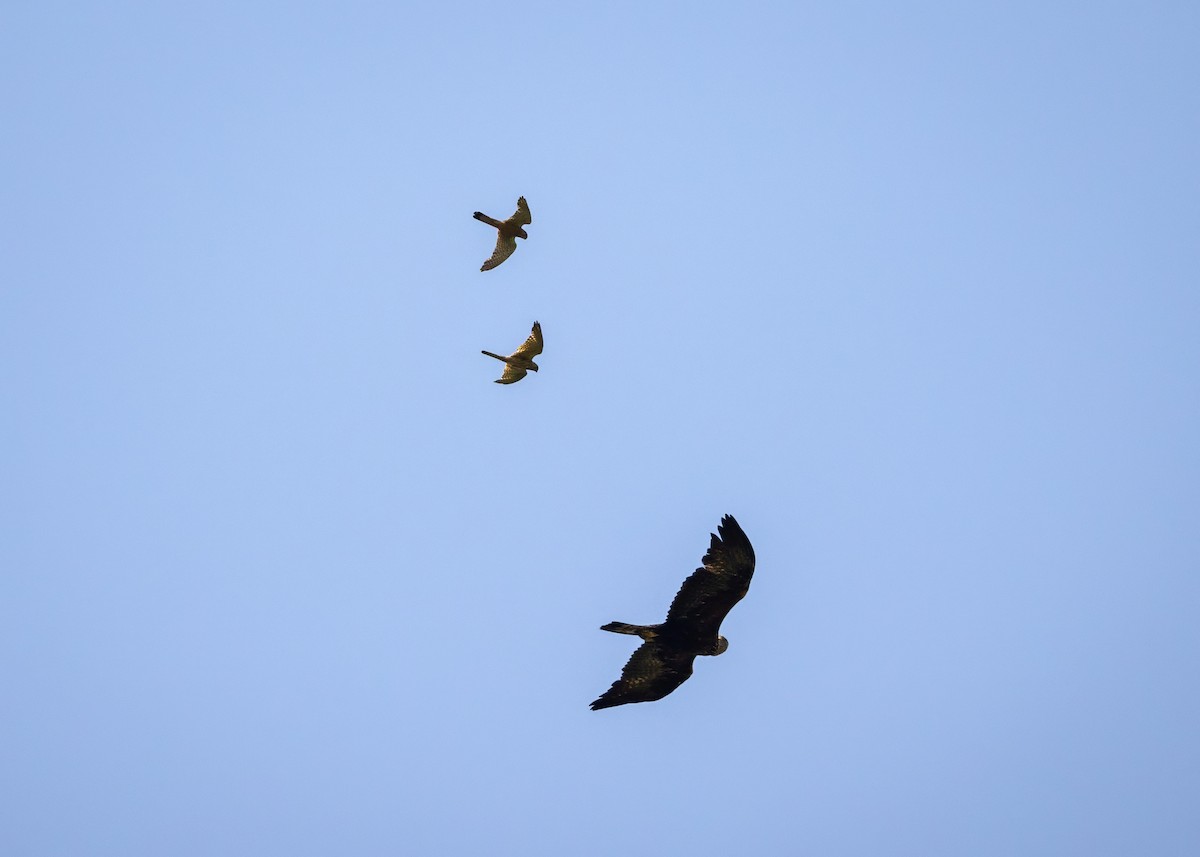 Golden Eagle - ML637940566