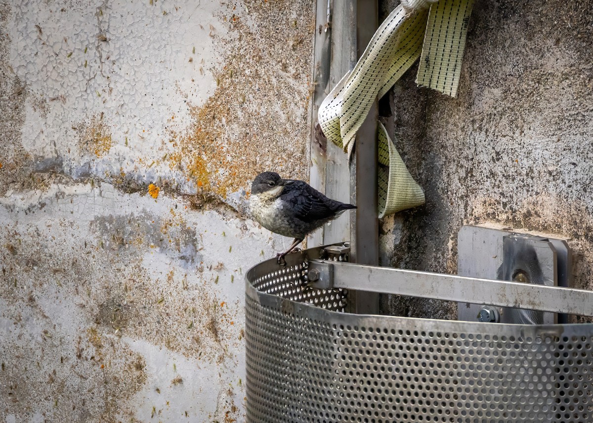 White-throated Dipper - ML637940599