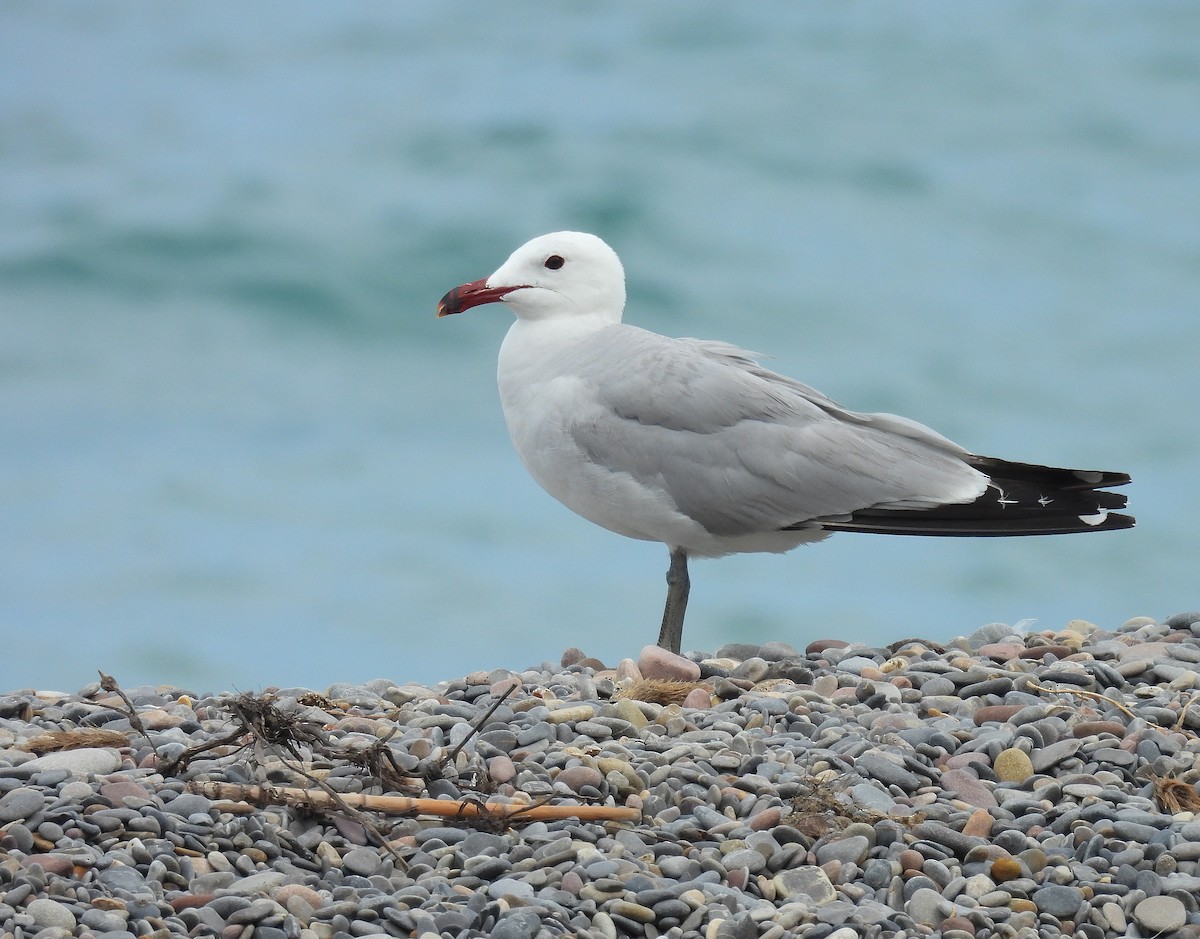Audouin's Gull - ML637940601