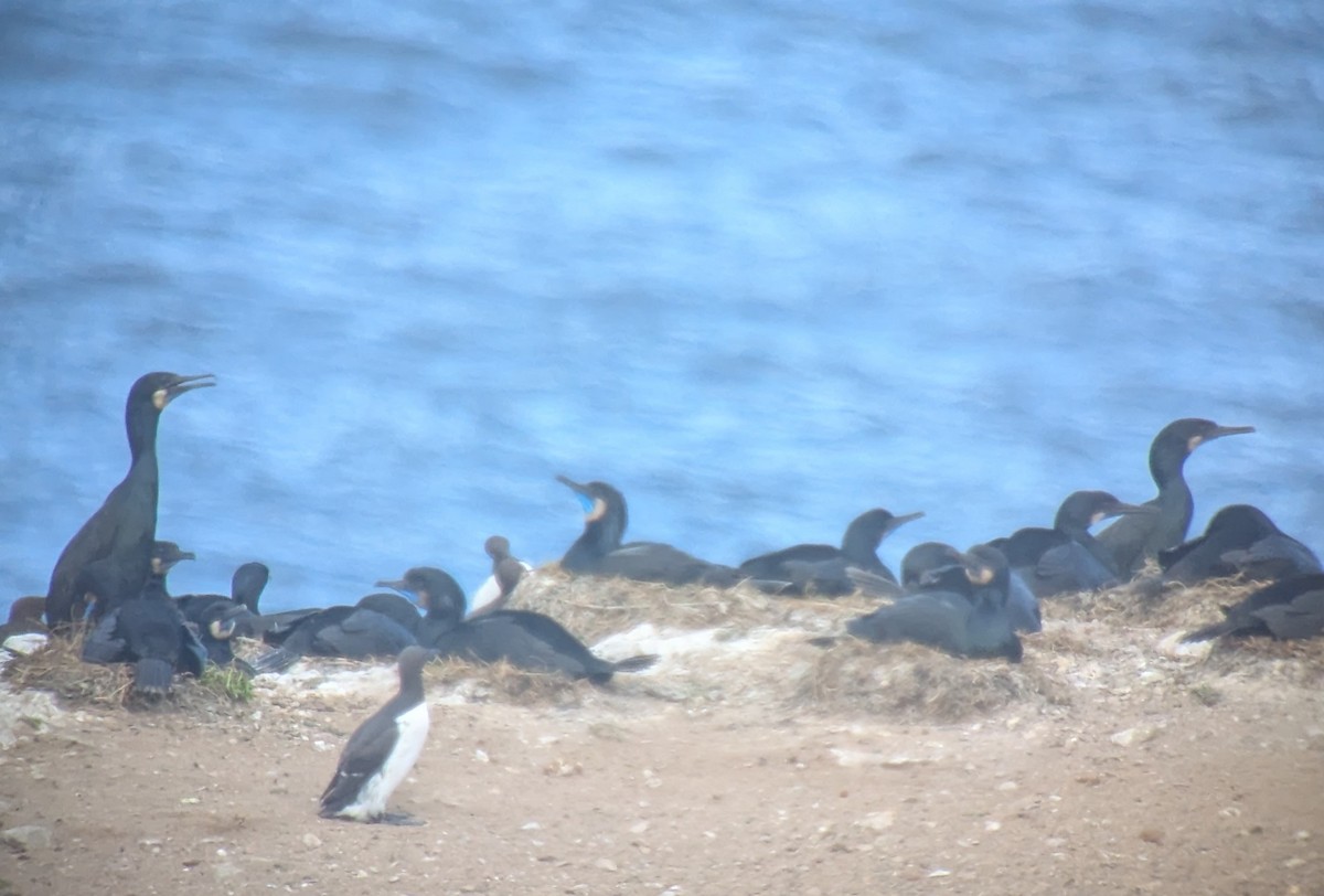 Brandt's Cormorant - ML637940612