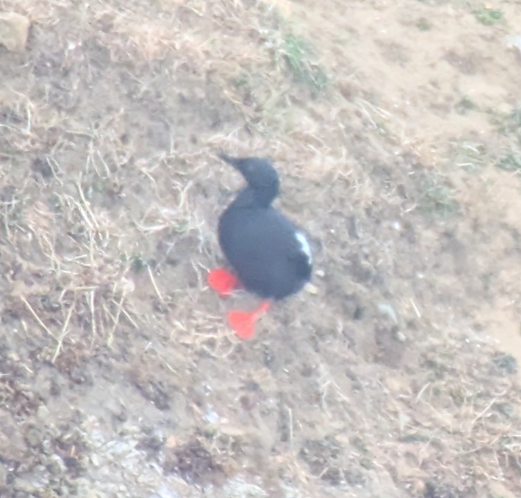 Pigeon Guillemot - ML637940614