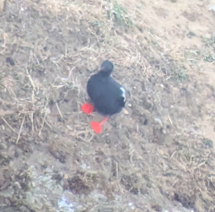 Pigeon Guillemot - ML637940620