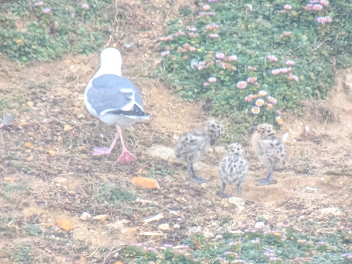 Western Gull - ML637940629