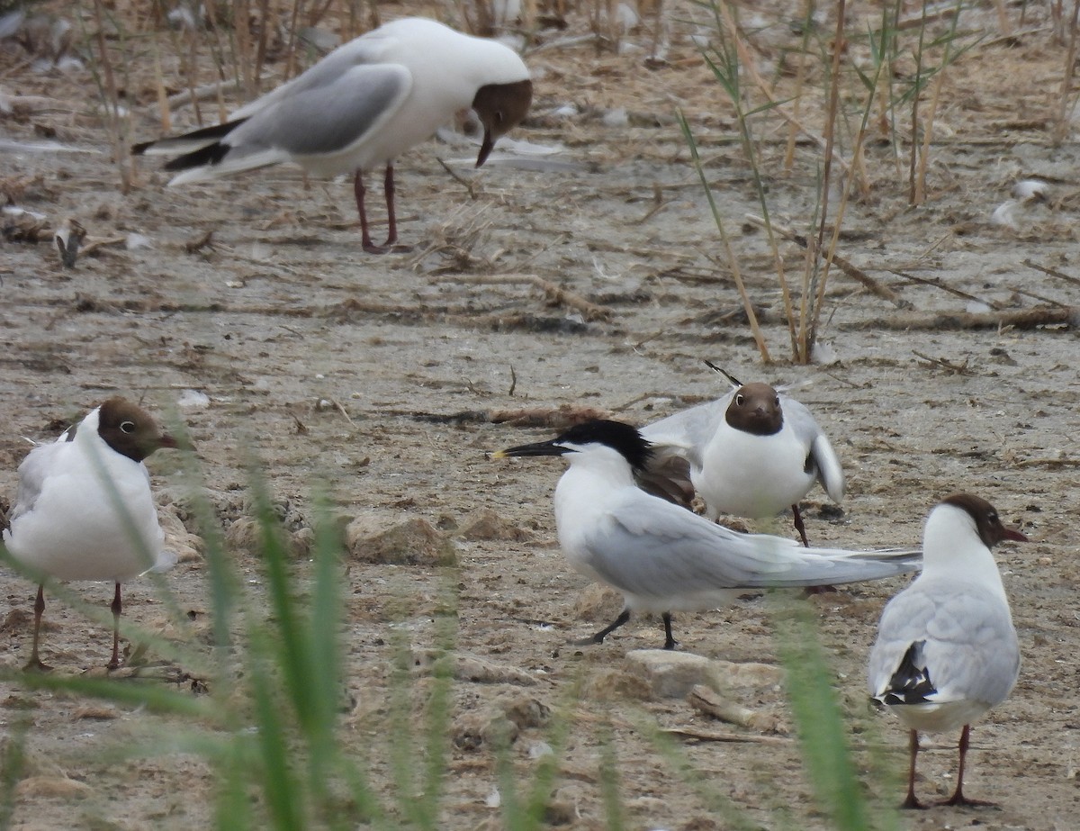 Sandwich Tern - ML637940637