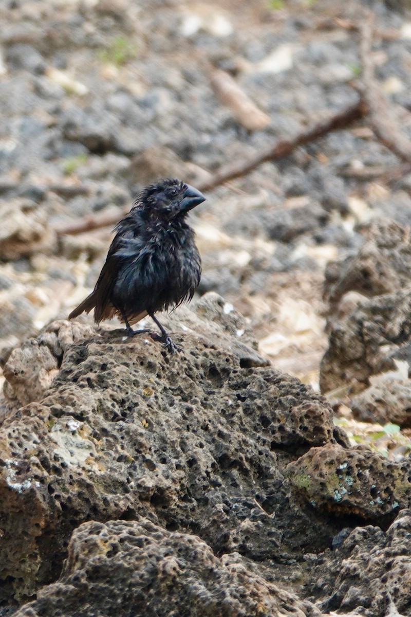 Large Ground-Finch - ML637940663