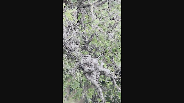 Scissor-tailed Flycatcher - ML637940737