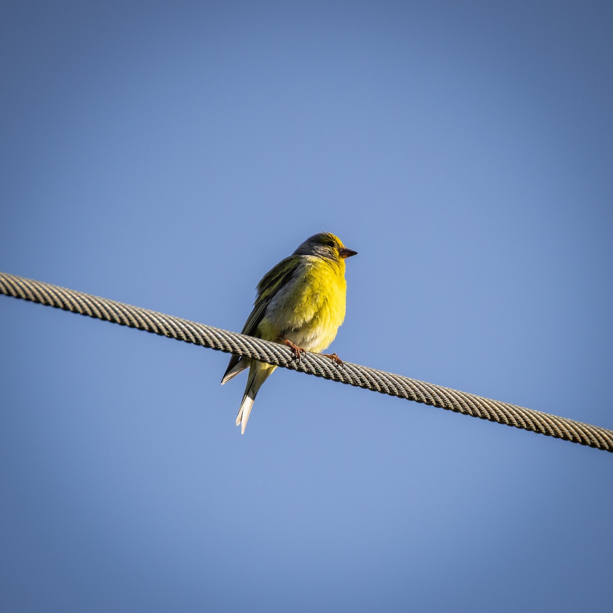 Citril Finch - ML637940772