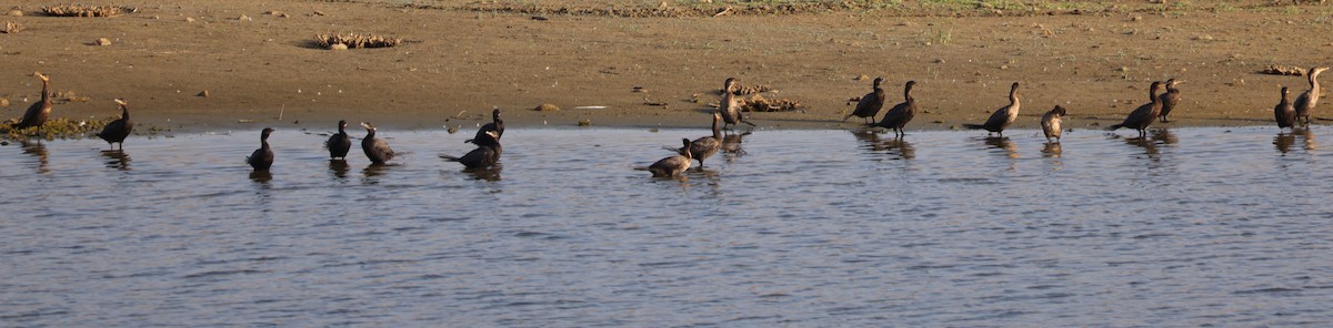 Neotropic Cormorant - ML637940805