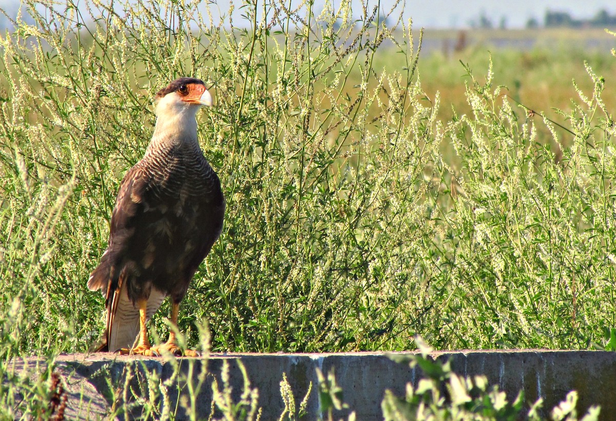 Crested Caracara (Southern) - ML637940808