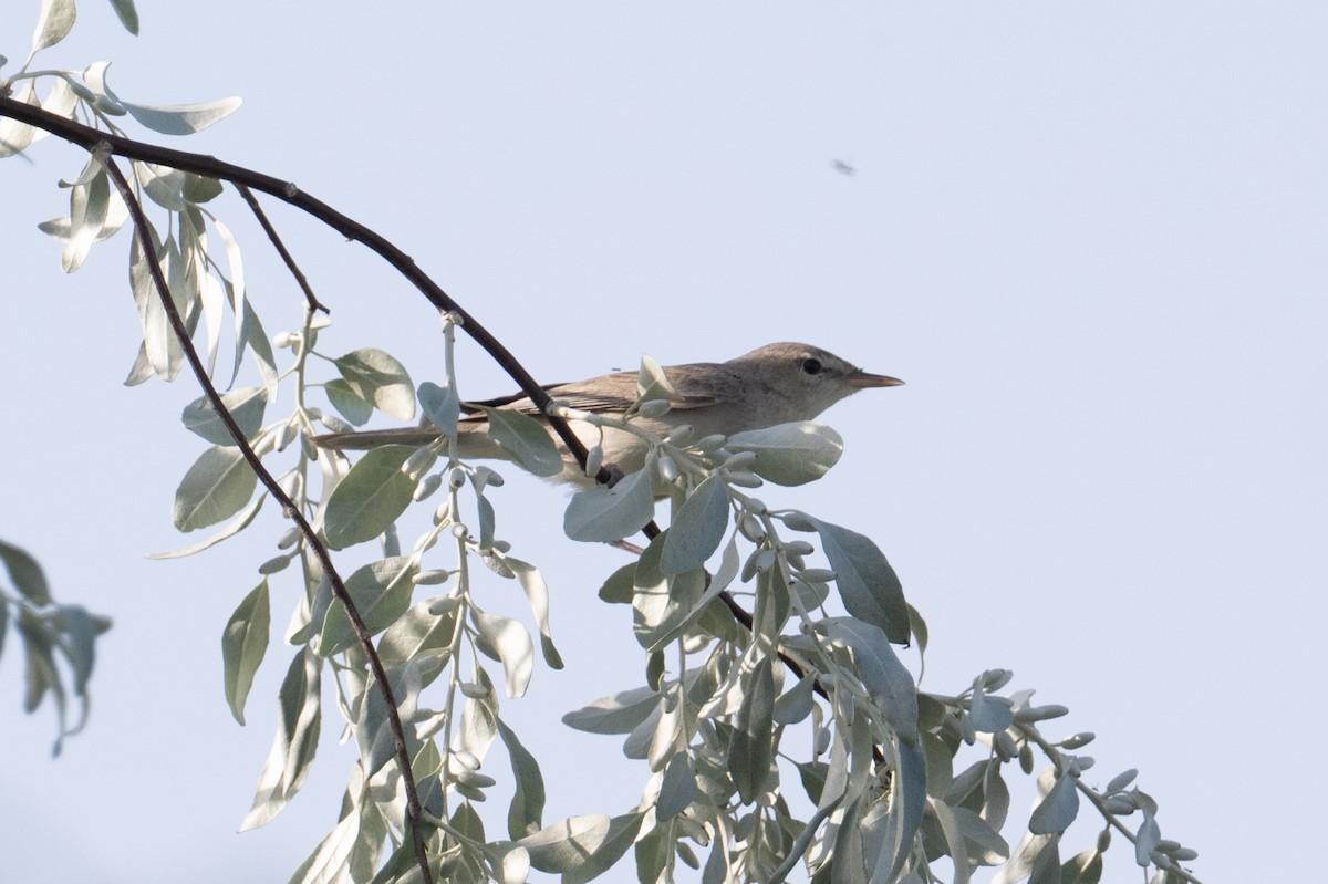 Upcher's Warbler - ML637940819