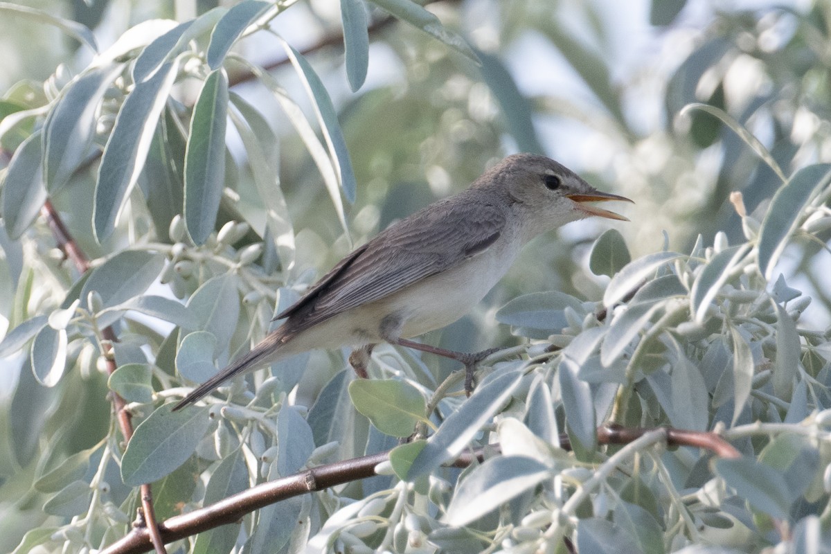 Upcher's Warbler - ML637940821