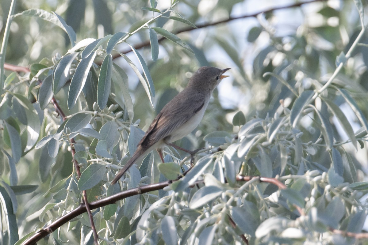 Upcher's Warbler - ML637940822