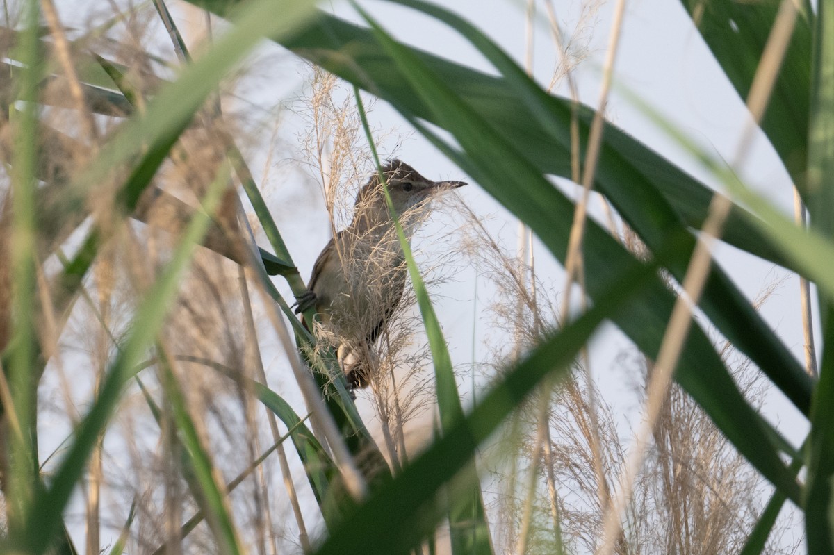 Clamorous Reed Warbler - ML637940843