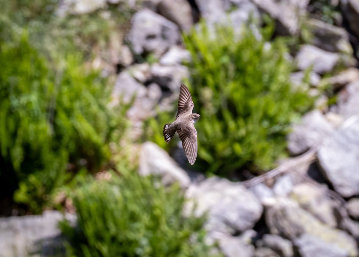 Eurasian Crag-Martin - ML637940863