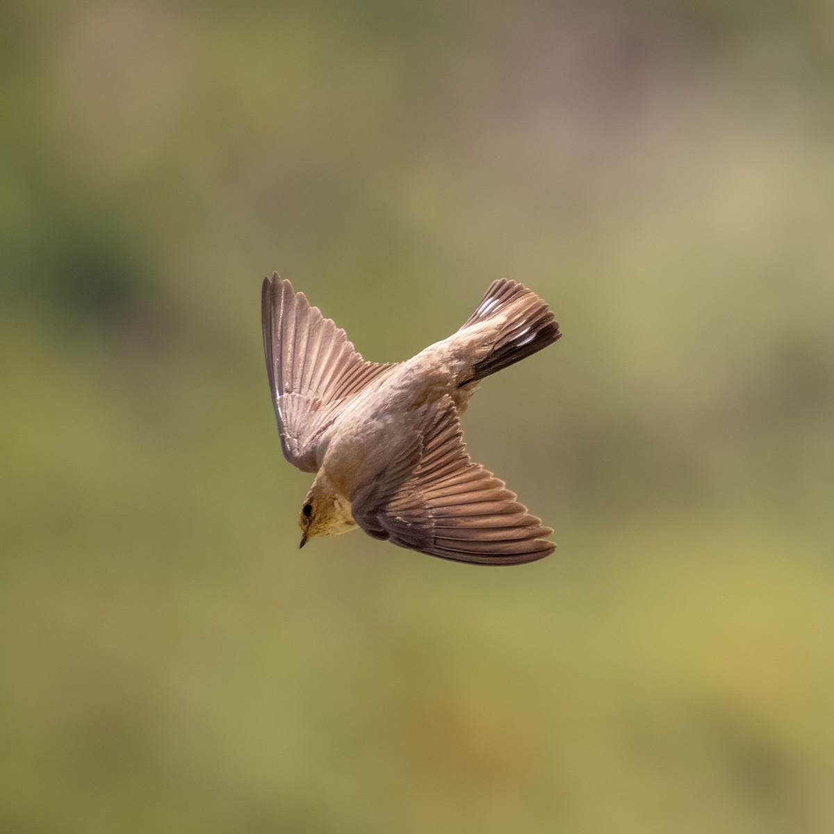 Eurasian Crag-Martin - ML637940864