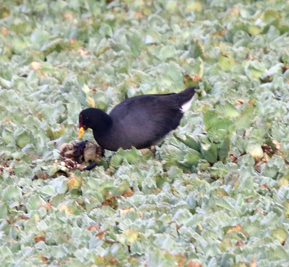 Red-fronted Coot - ML637940868