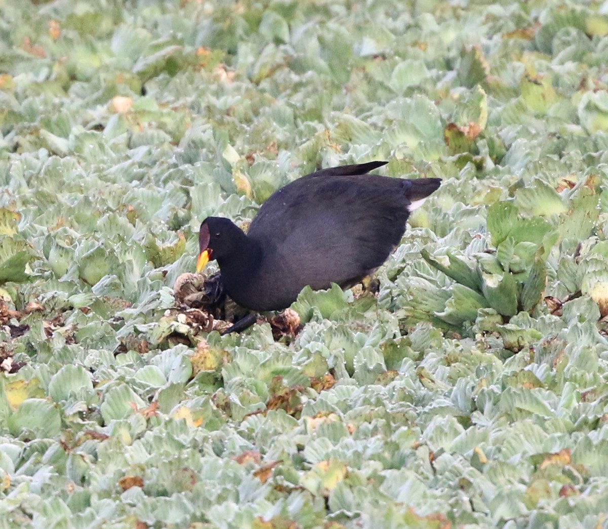 Red-fronted Coot - ML637940869