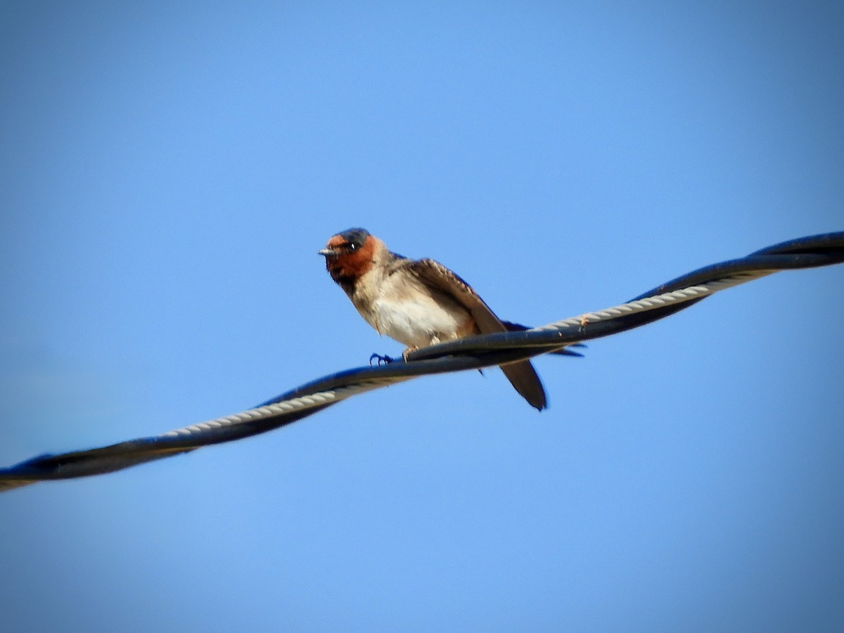 Cliff Swallow (melanogaster) - ML637940882