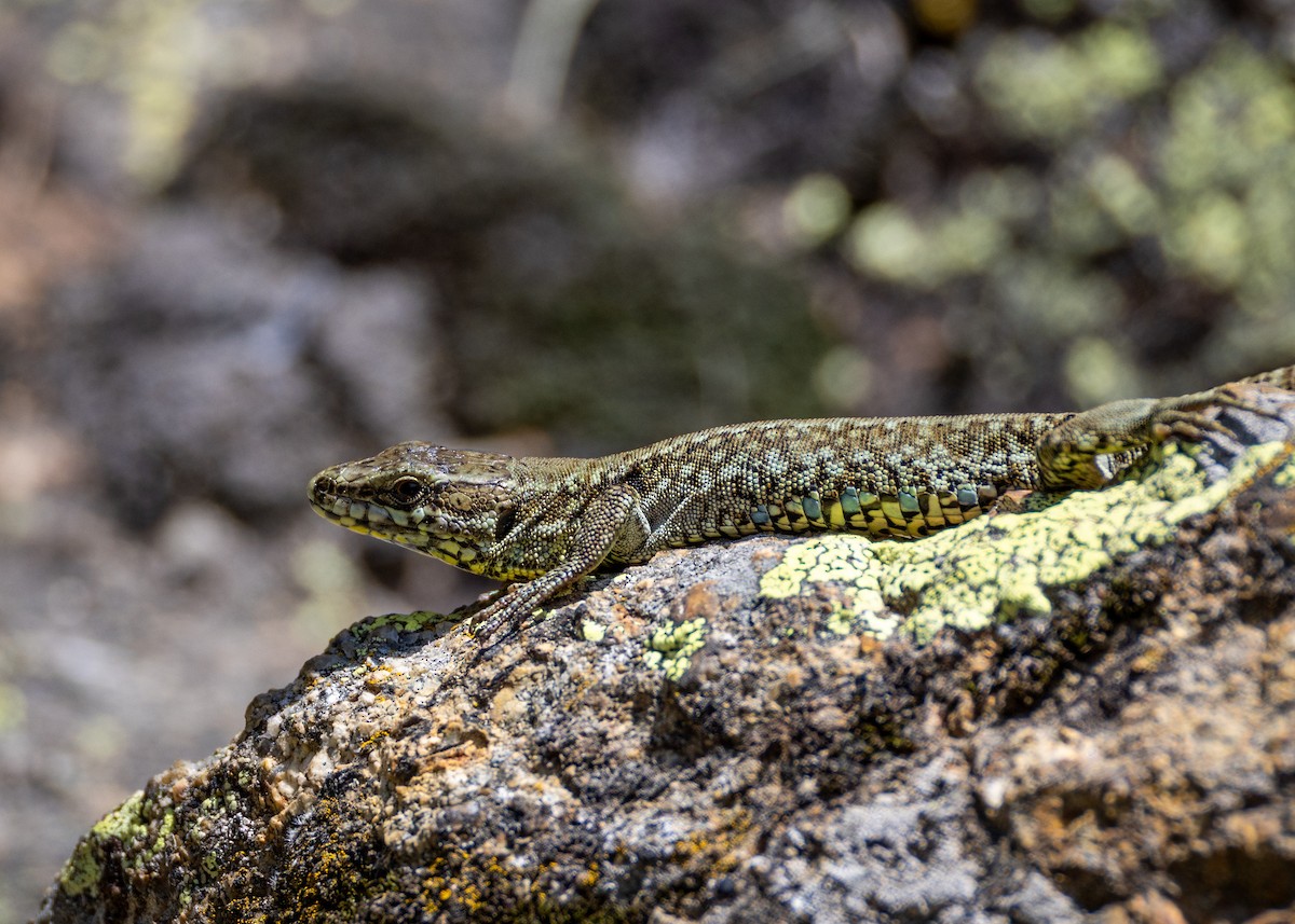 Common Wall Lizard - ML637940906