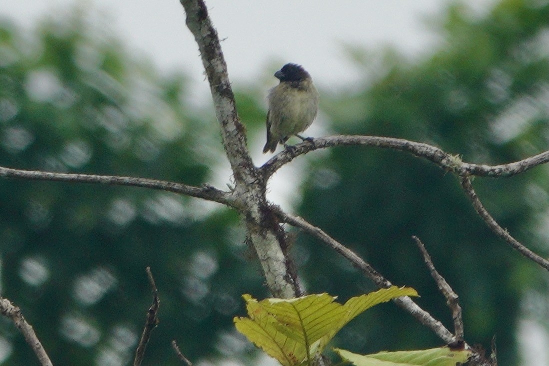 Large Tree-Finch - ML637940919