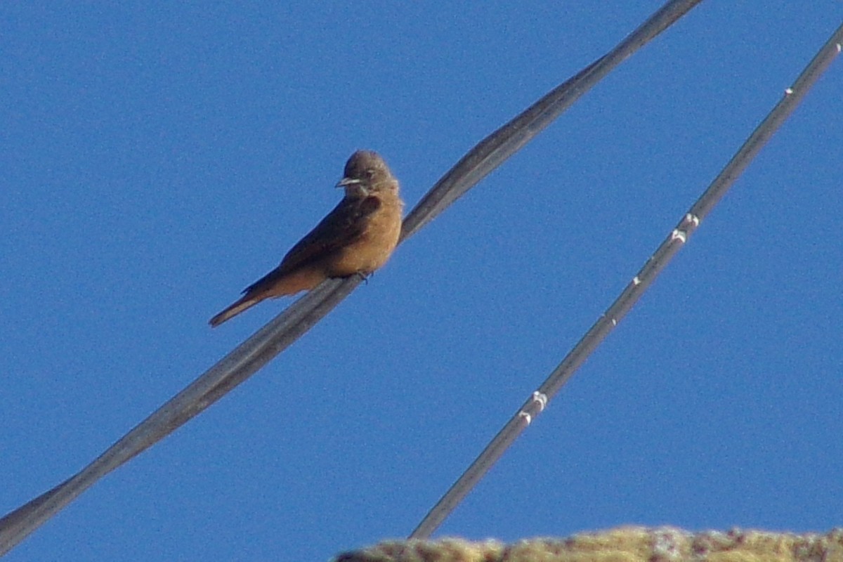Cliff Flycatcher - ML637940924