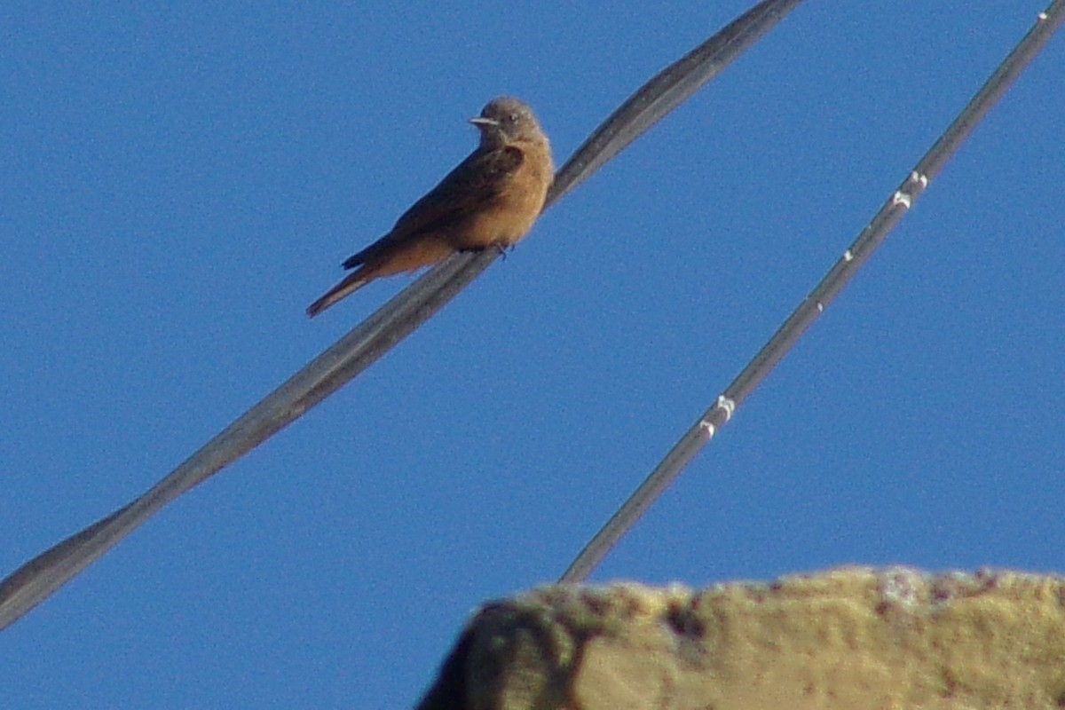 Cliff Flycatcher - ML637940931