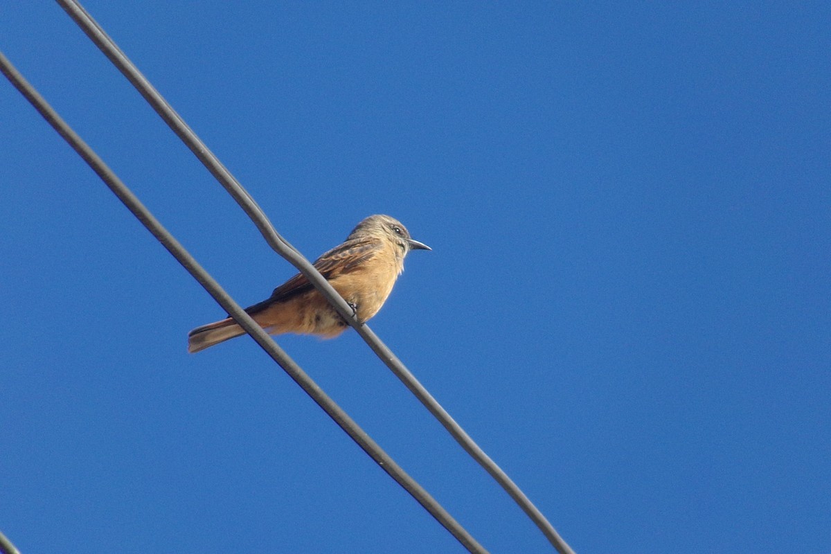 Cliff Flycatcher - ML637940934
